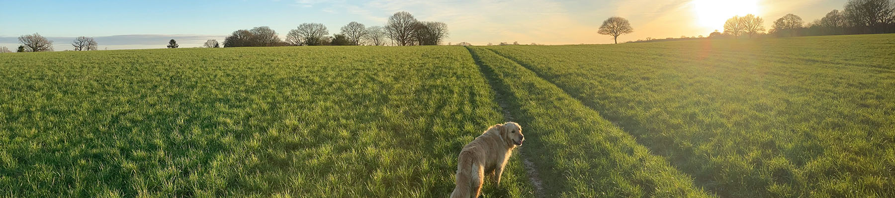 A dog walking in a field at sunset in Kent.