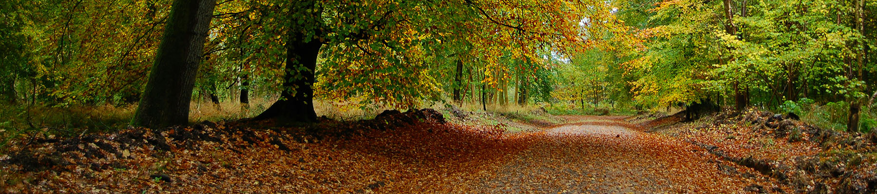 A forest in Wiltshire in autumn.