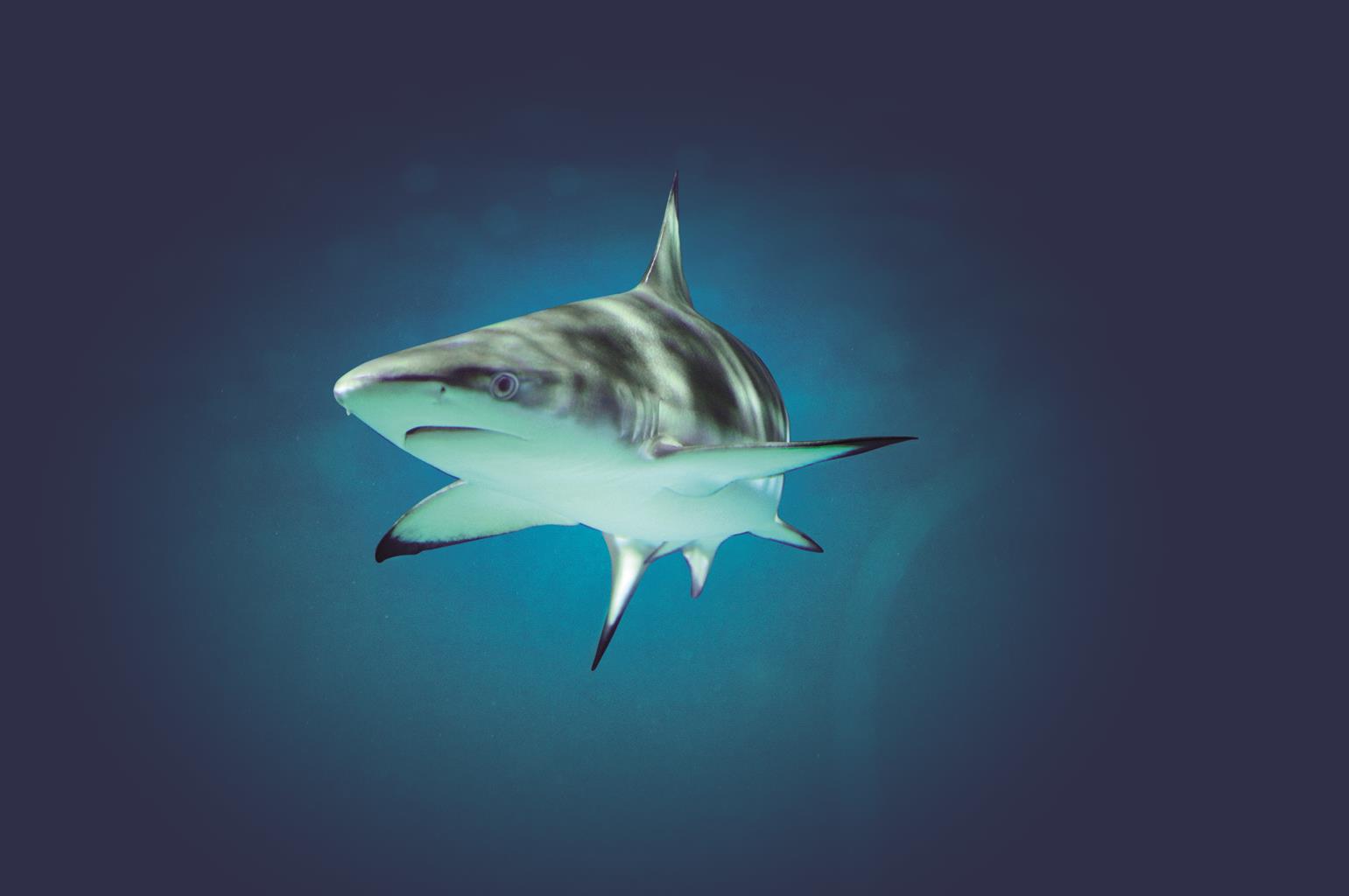 Blue Reef Aquarium