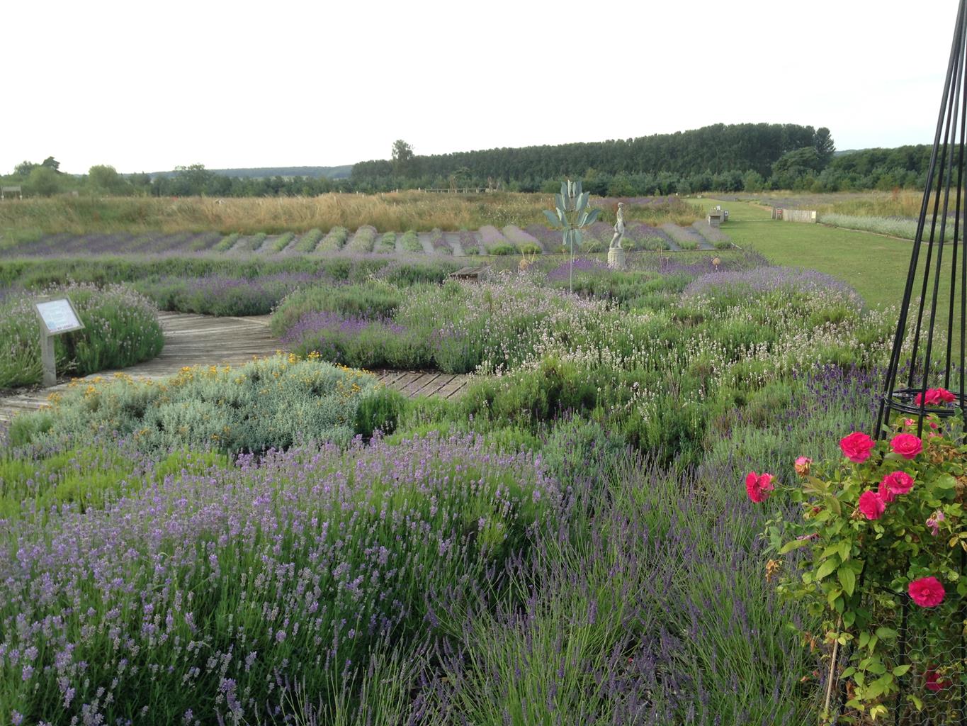 Wolds Way Lavender