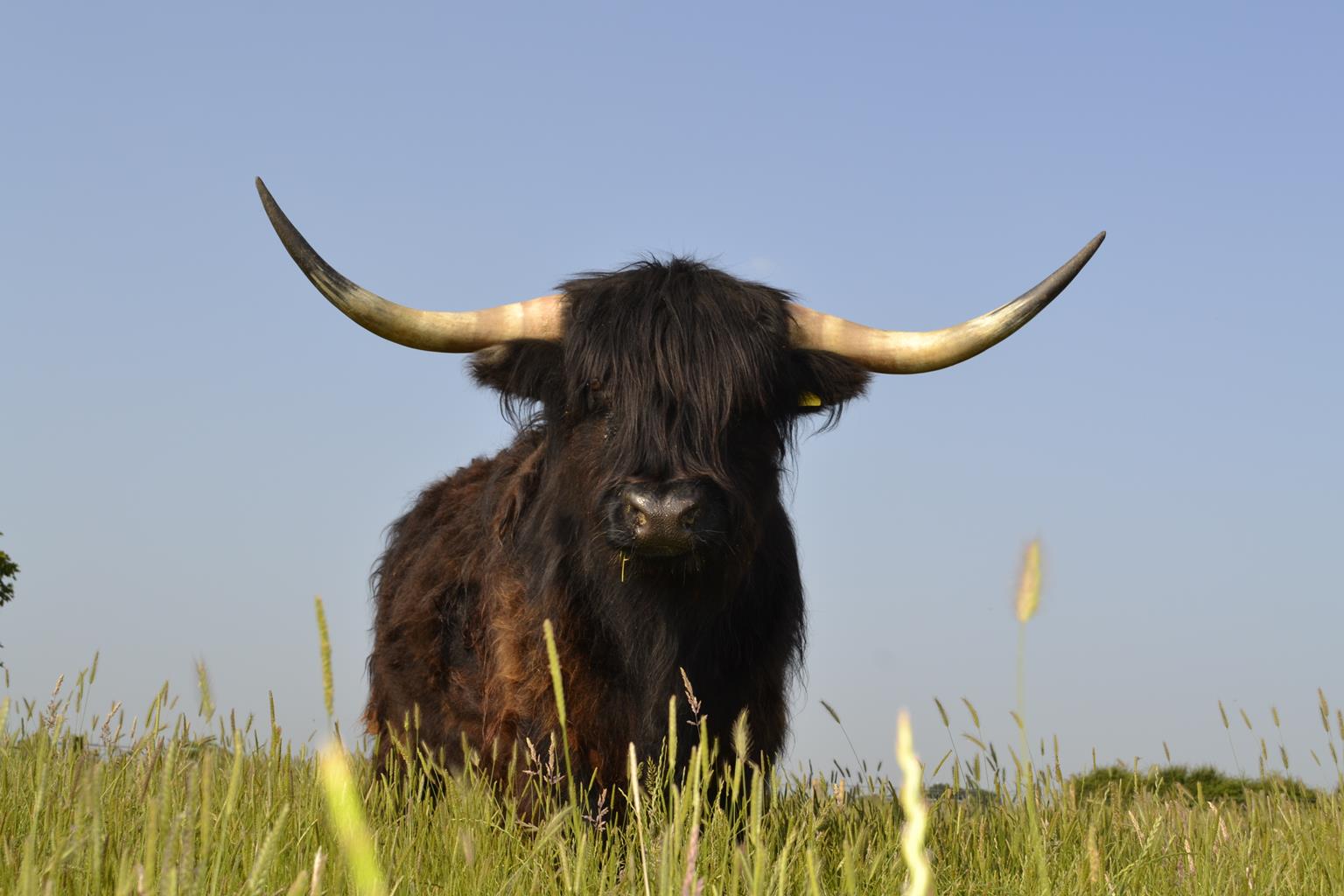 Hardys Animal Farm