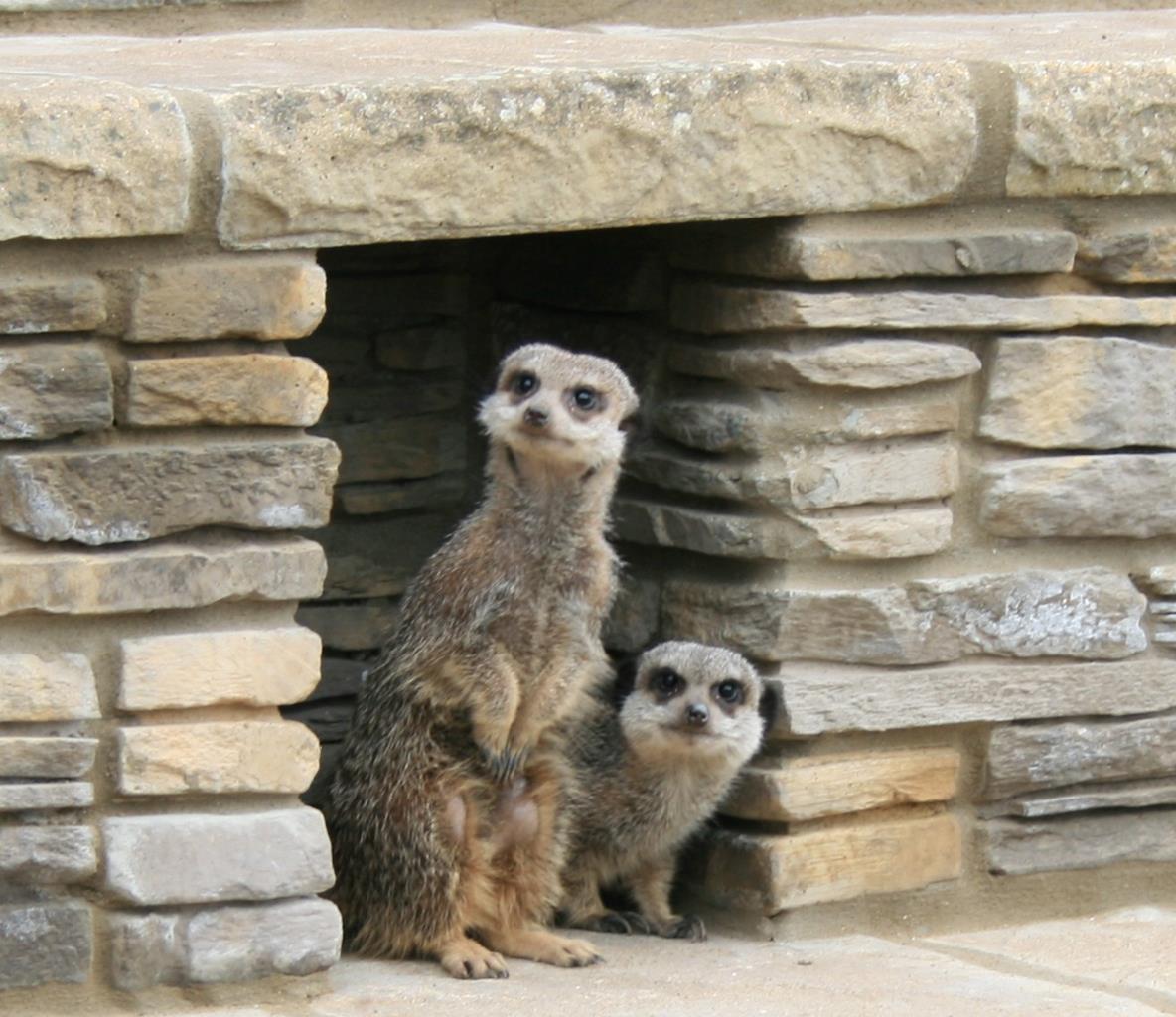 Skegness Natureland Seal Sanctuary