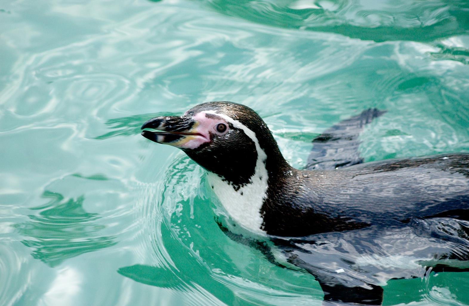 Flamingo Land Resort