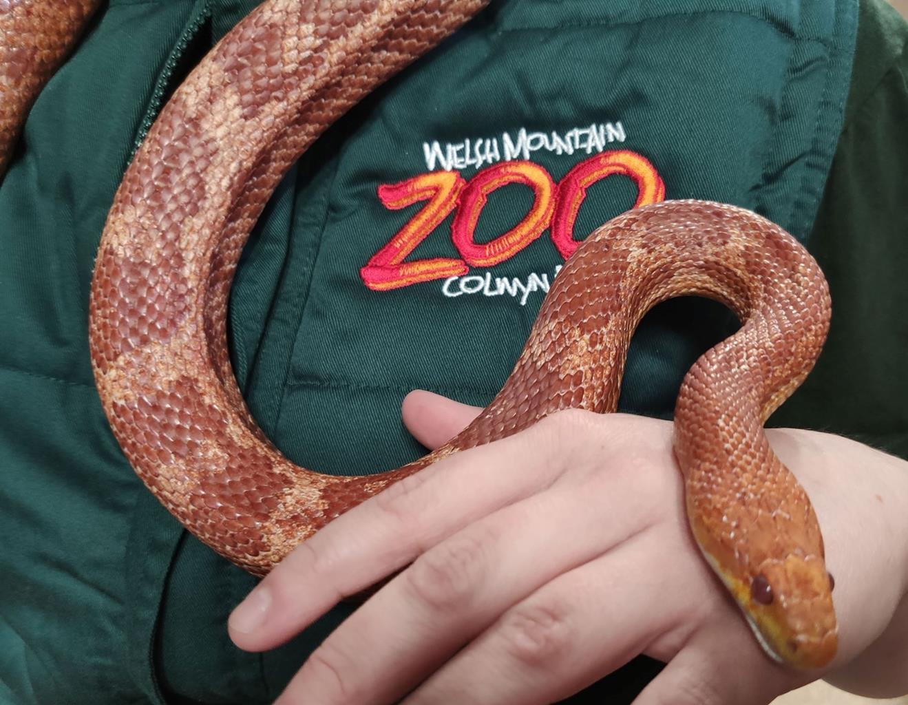 Welsh Mountain Zoo
