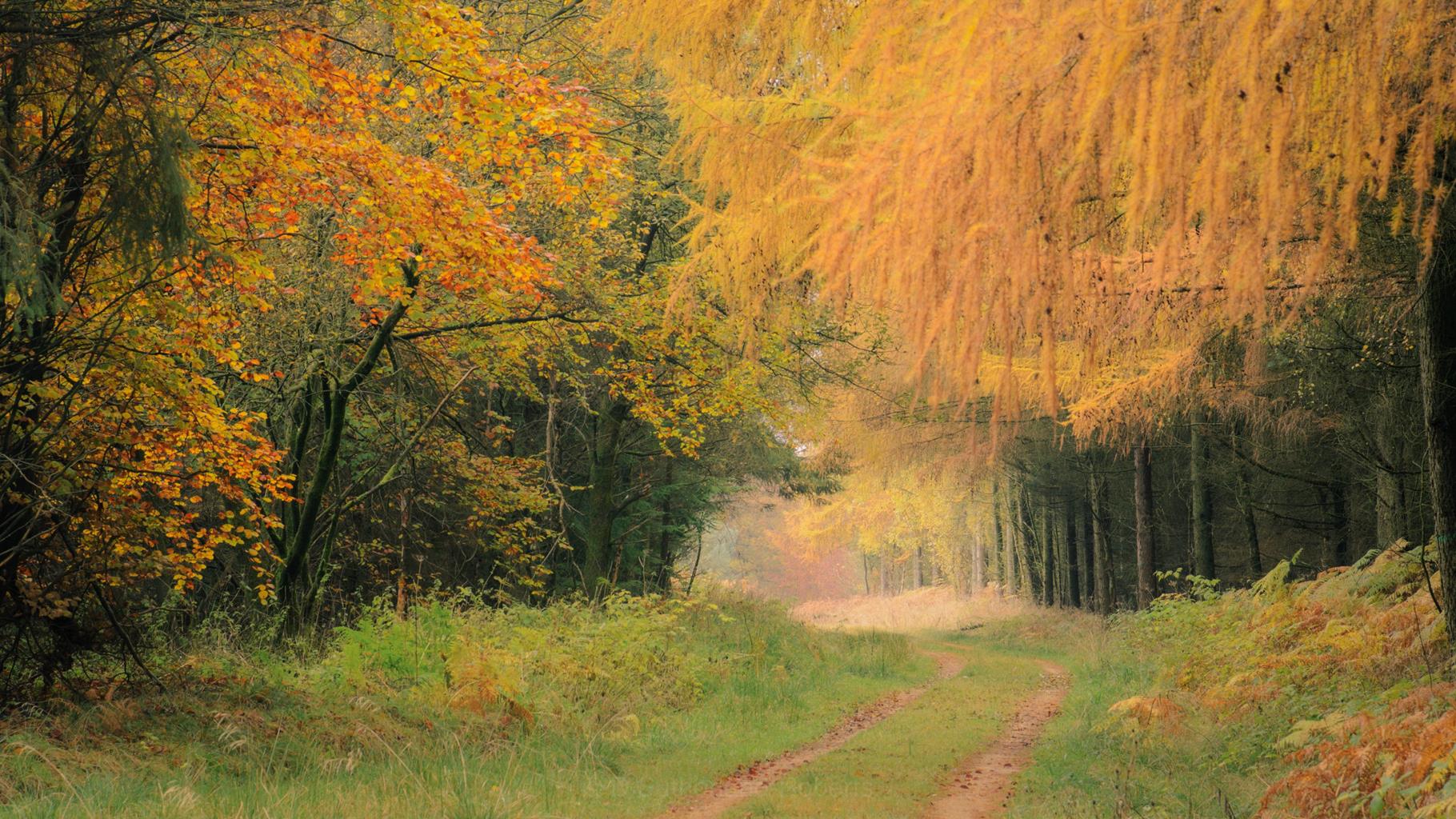 Dalby Forest Park