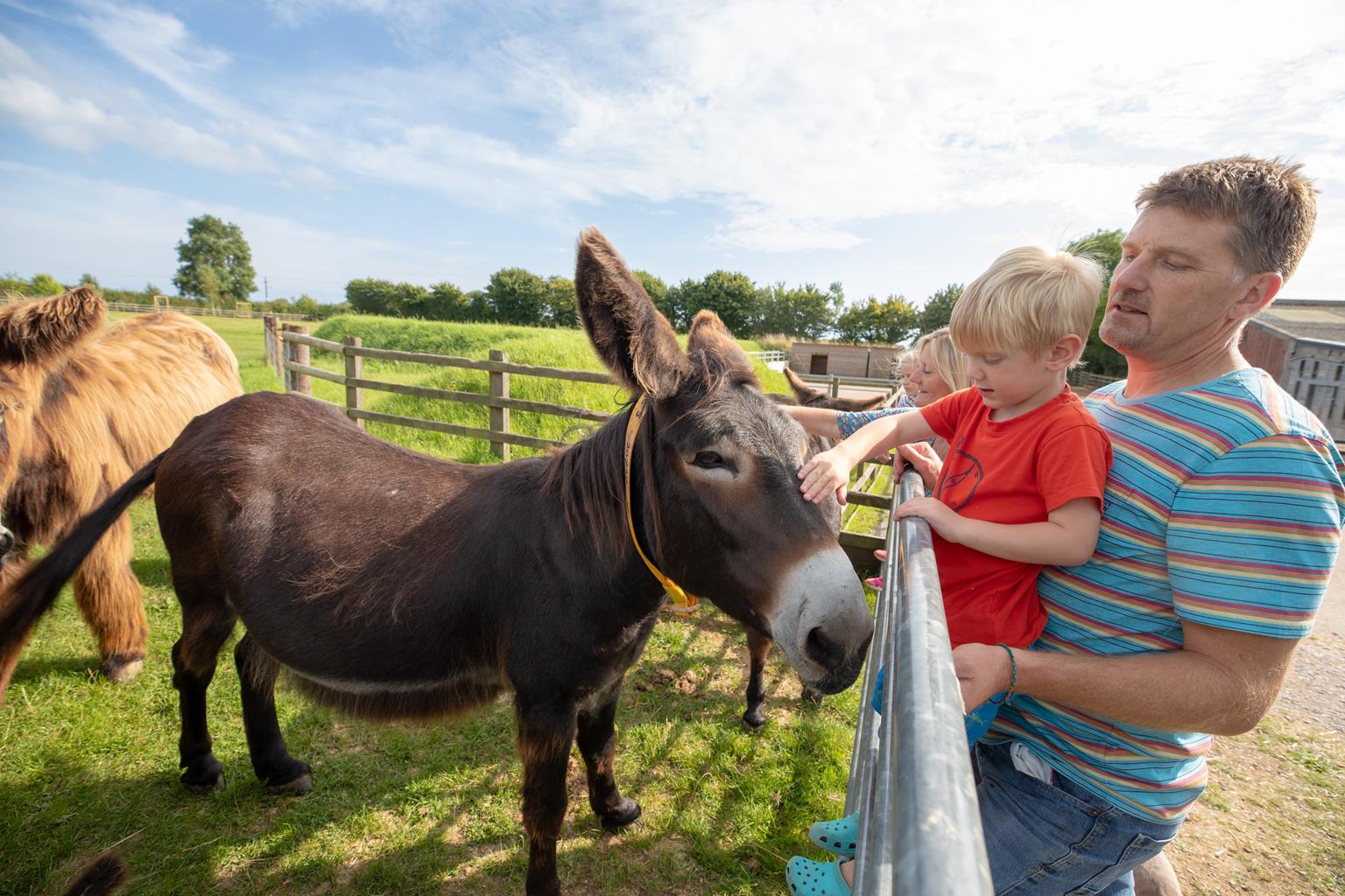 The Donkey Sanctuary