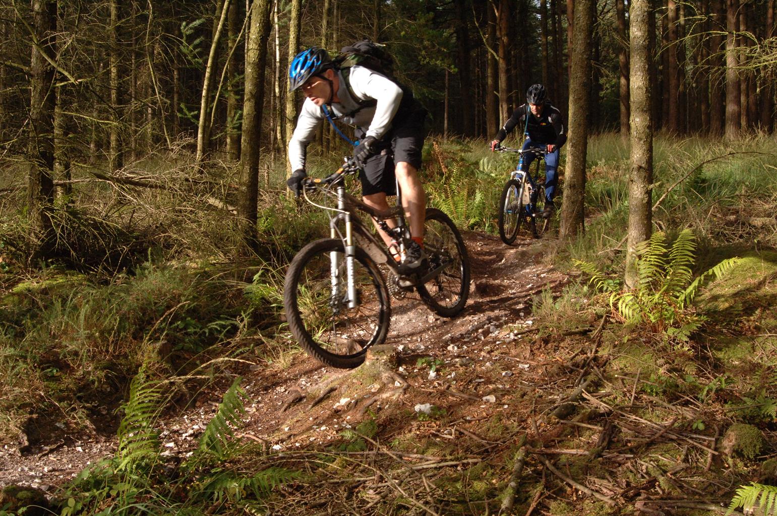 Haldon Forest Park