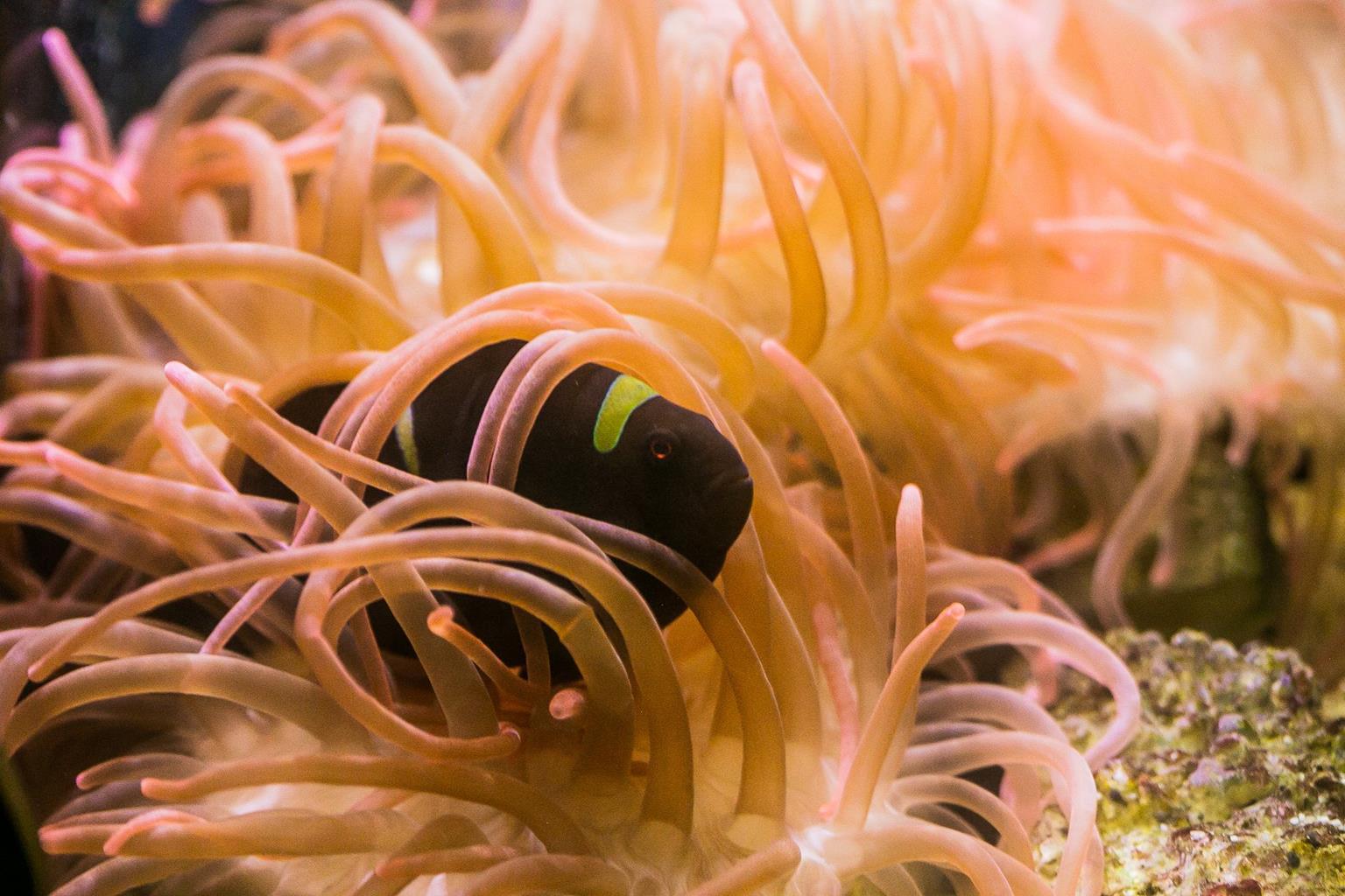 National Marine Aquarium