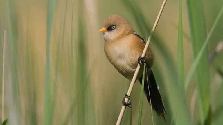 RSPB Leighton Moss