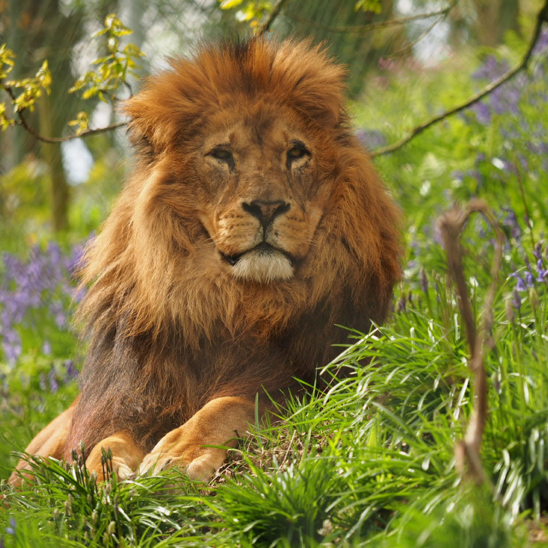Dartmoor Zoological Park
