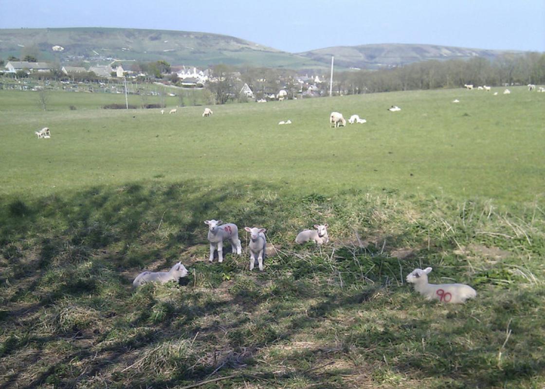 Image 1