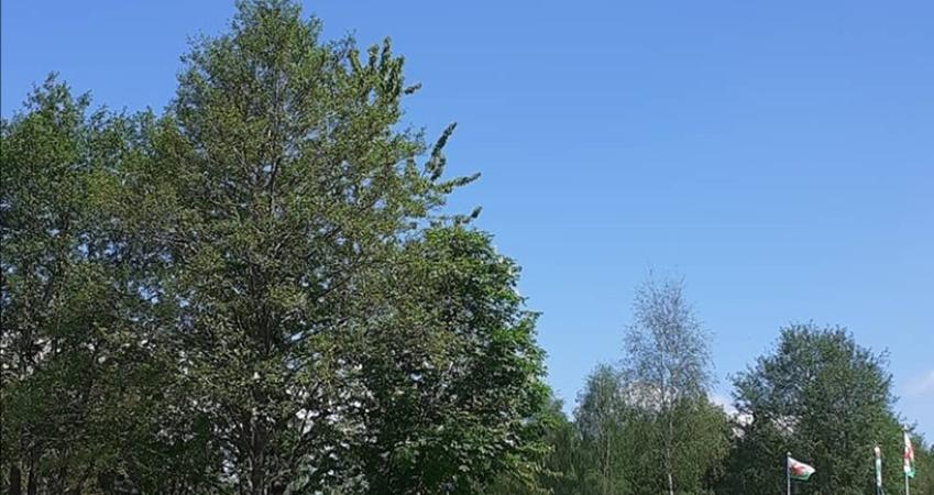 Second Image