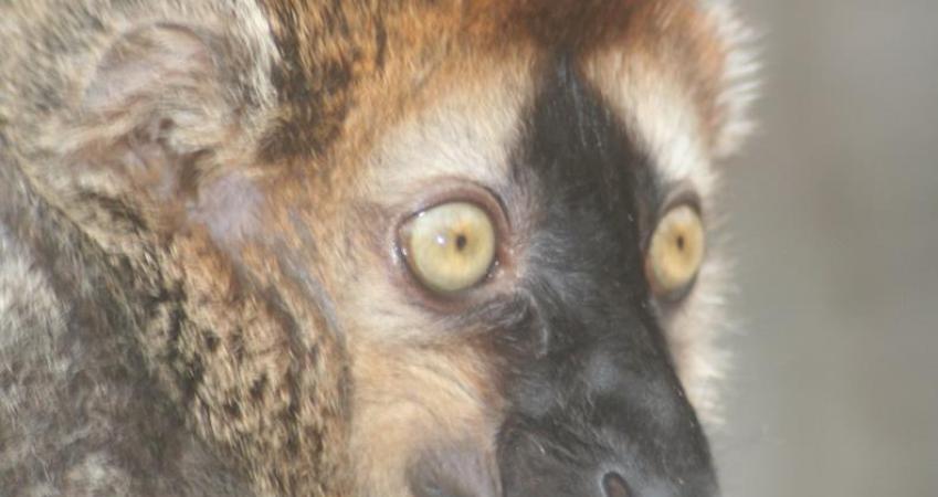 Second Image