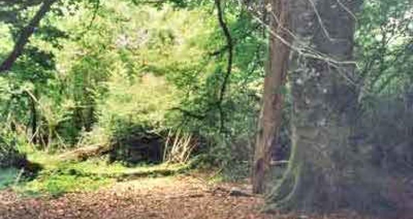 Second Image