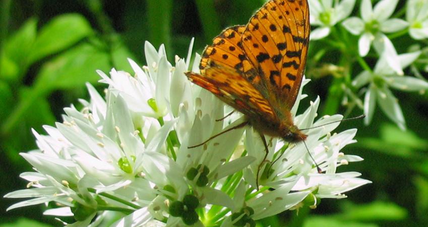 Second Image