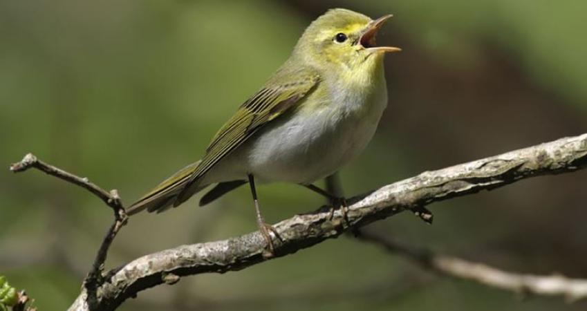Second Image