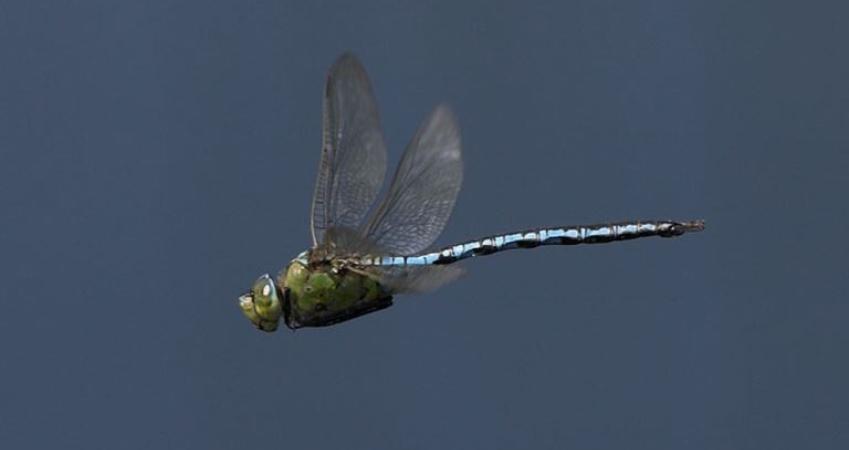 Second Image