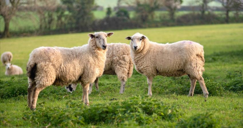 Image 13