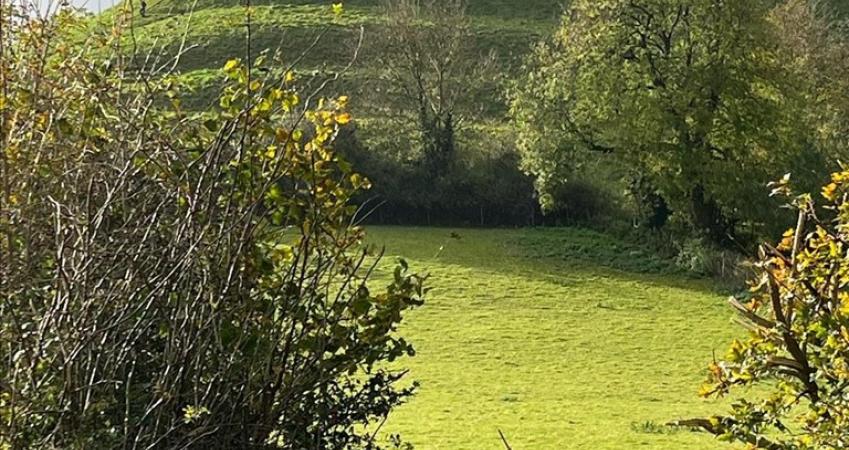 Image 13