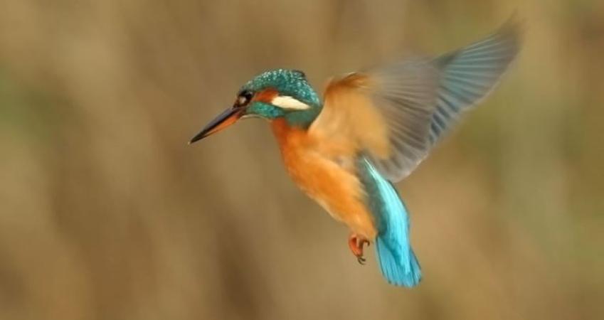 First Image