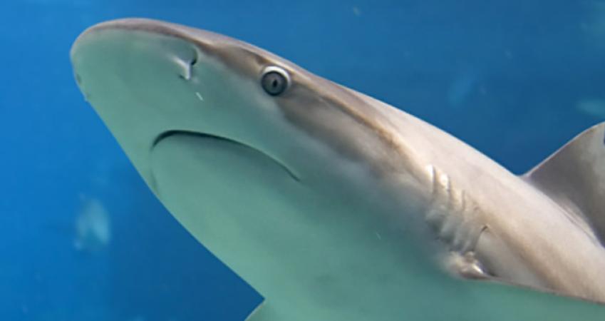 First Image