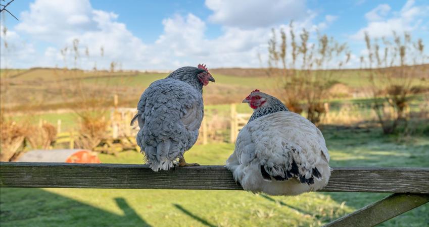 Image 25