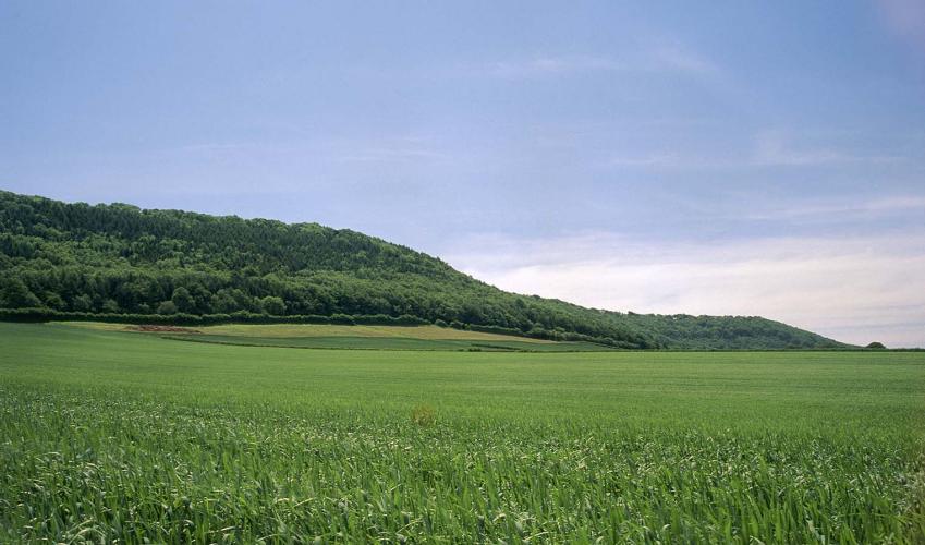 Second Image