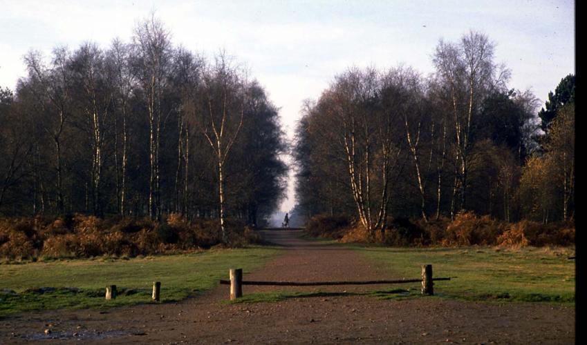 Second Image