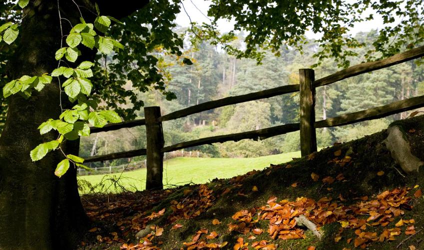 Second Image