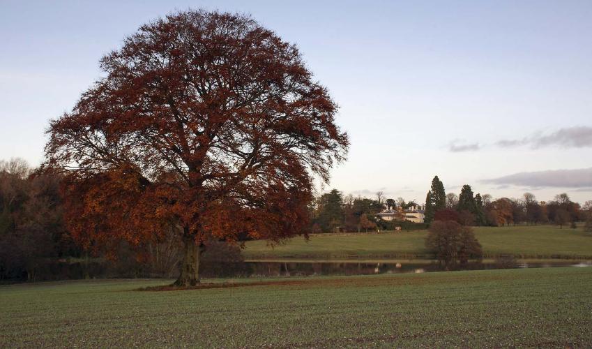 Second Image